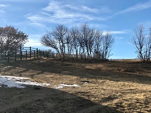 Sedalia acreage thinned and mulched after fuel reduction