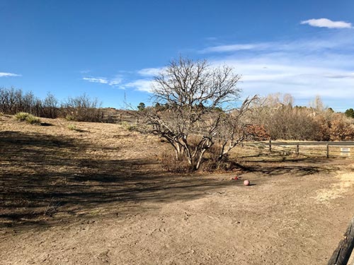 Dense Gambel oak thicket against a home before mastication