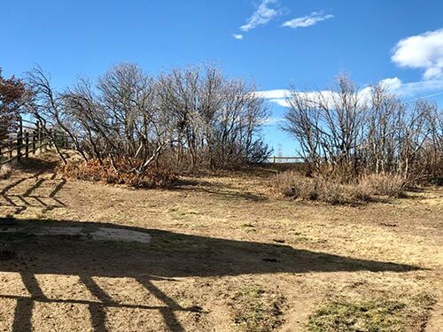 Overgrown Sedalia acreage with heavy understory fuel before thinning