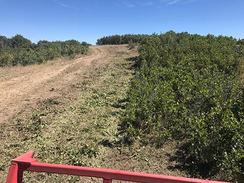 Cleared and mulched Larkspur property after brush clearing