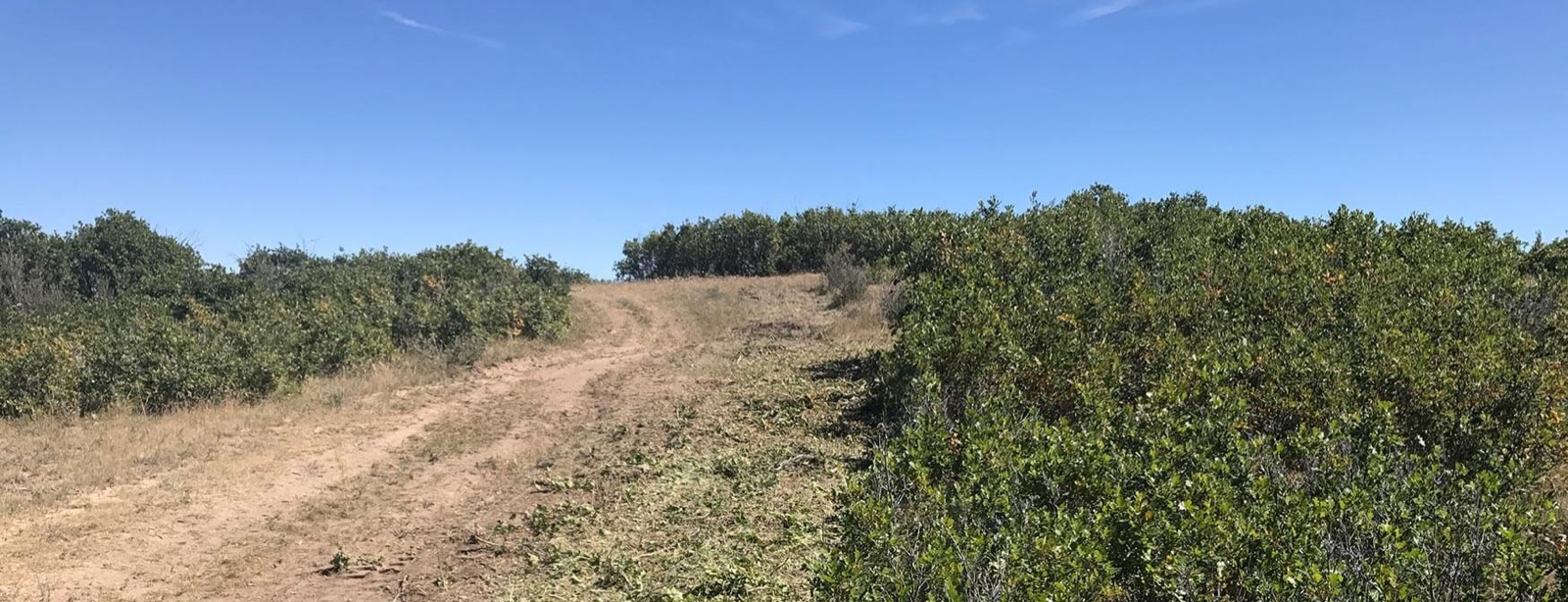 Dense Gambel oak thicket partially cleared, showing continuous scrub oak fuel